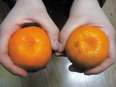 橘子和脐橙有雌雄之分 专家称：骗人的!